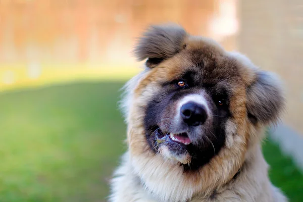 Akita köpek sevimli bir poz verme — Stok fotoğraf