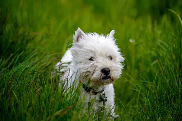 Cura branco oeste terrier cão no campo de grama — Fotografia de Stock