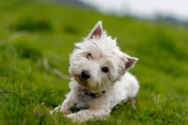 Küçük beyaz bir köpek başını yatırma — Stok fotoğraf