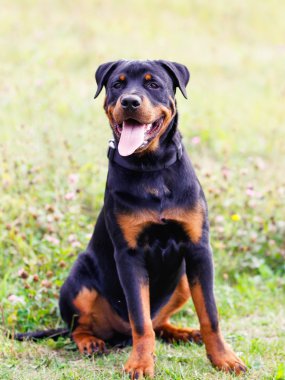 Rottweiler