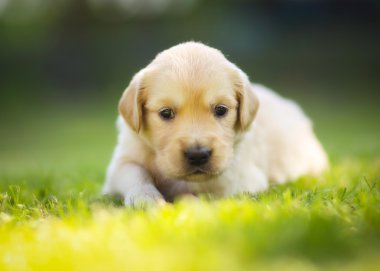 yorgun retriever köpek yavrusu