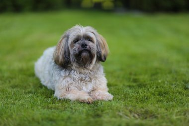 Lhasa apso