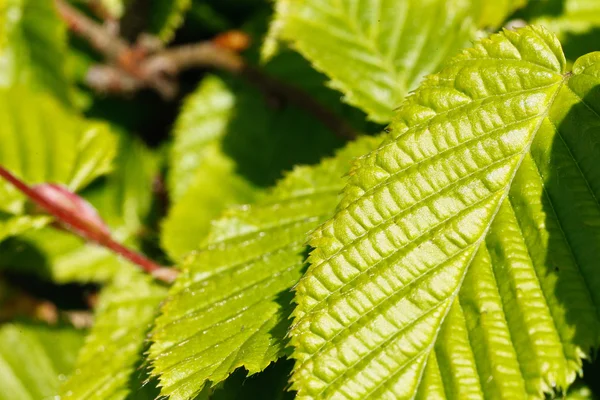 Close-up of poplar leaves — Stock Photo, Image