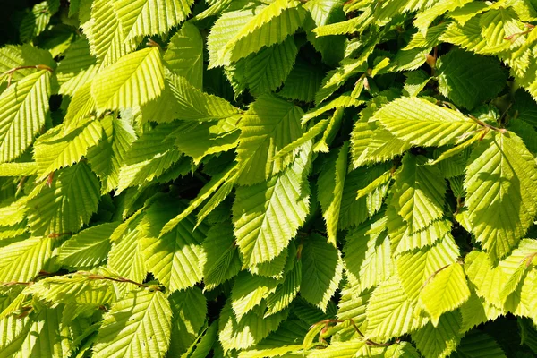 Close-up of beech leaves — Stock Photo, Image