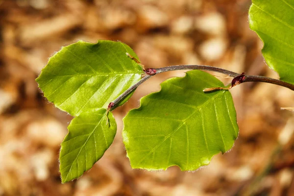 Four green leaves — Stock Photo, Image