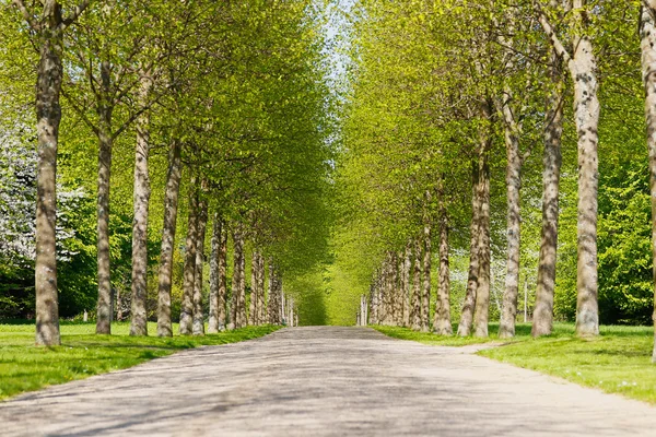 Green alley — Stock Photo, Image