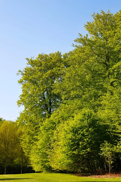 Grandi alberi con foglie verdi — Foto Stock
