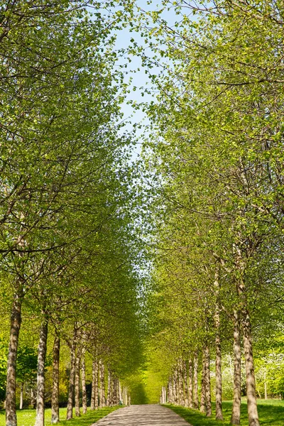 Alley in spring time — Stock Photo, Image