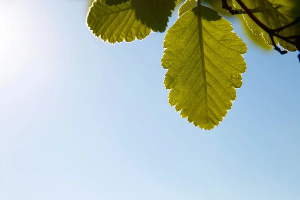Green leaves against blue sky — Stock Photo, Image