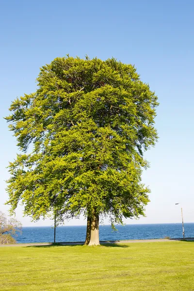 Grote boom met donkergroene bladeren — Stockfoto