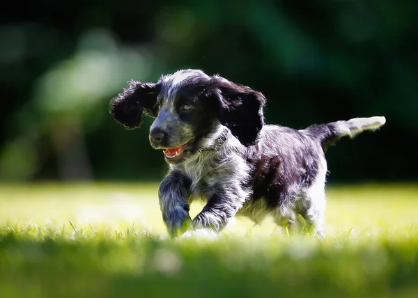 Purebred cocker spaniel — Stock Photo, Image