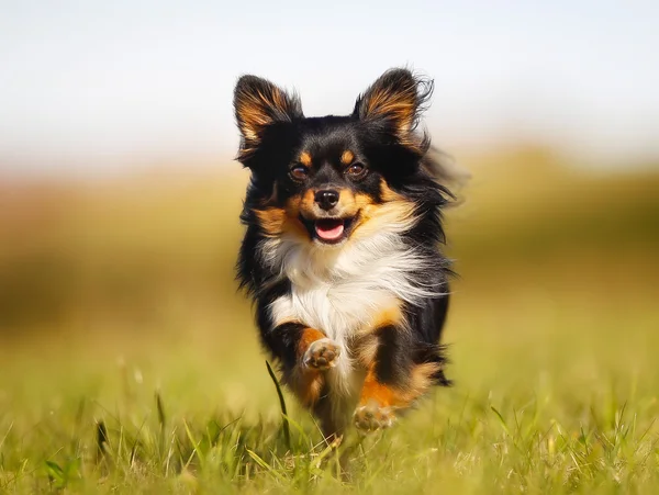 Running chihuahua — Stock Photo, Image