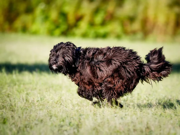 Perro que corre —  Fotos de Stock