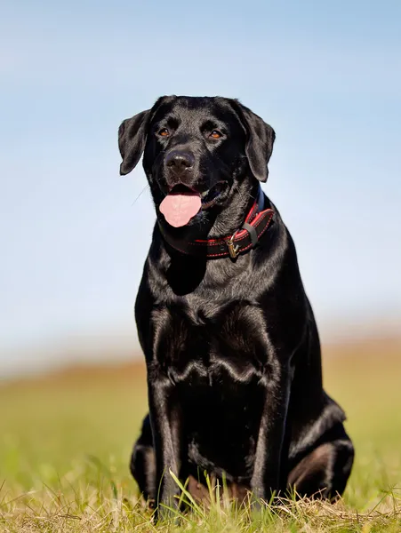 Labrador nero seduto — Foto Stock