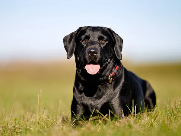 Svart labrador — Stockfoto