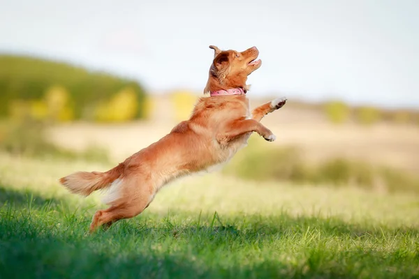 Springender Toller — Stockfoto