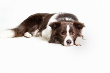kahverengi köpek