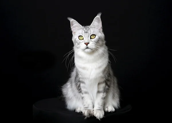 Gatto e Pentecoste — Foto Stock