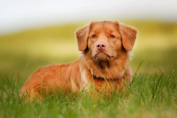 Retriever de peaje de pato de Nueva Escocia — Foto de Stock