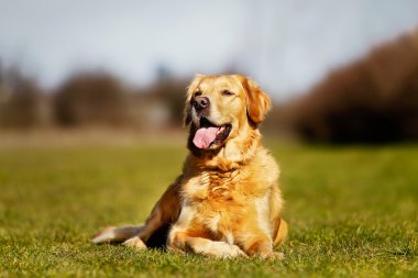 safkan köpek çim üzerinde yalan