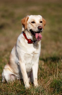 oturarak safkan golden retriever