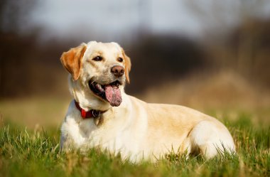 safkan köpek çimlerin üzerine