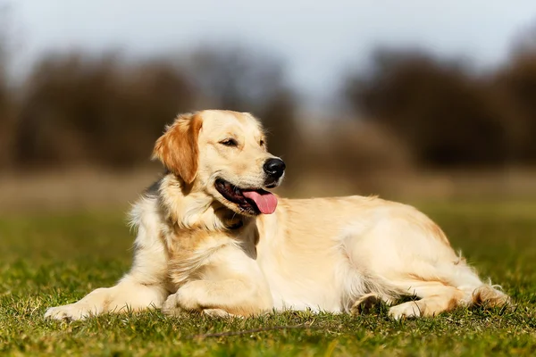 Purebred golden retriever taking a rest — Stock Photo, Image