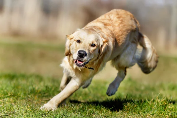 Rasowe zwierzę złoty pies myśliwski — Zdjęcie stockowe