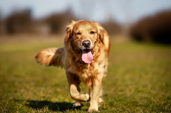 カメラに向かって実行している純血種の犬 — ストック写真