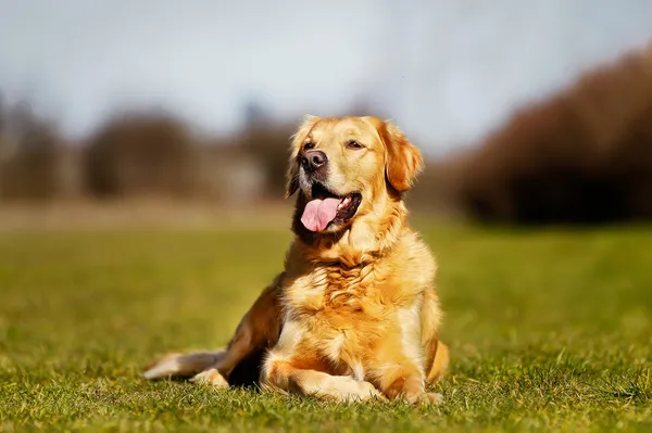 Purebred hund liggande i gräset — Stockfoto