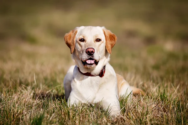 Pedigree golden retriever looking at the camera — Stock Photo, Image