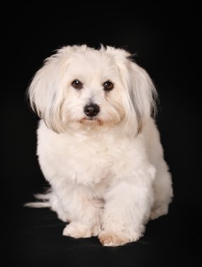 coton de tulear köpek