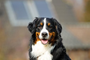 Bernese mountain dog clipart