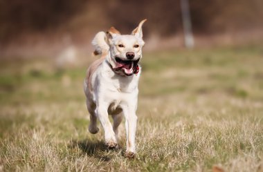 çayır üzerinde çalışan safkan golden retriever