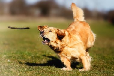 golden retriever kovalayan bir sopa