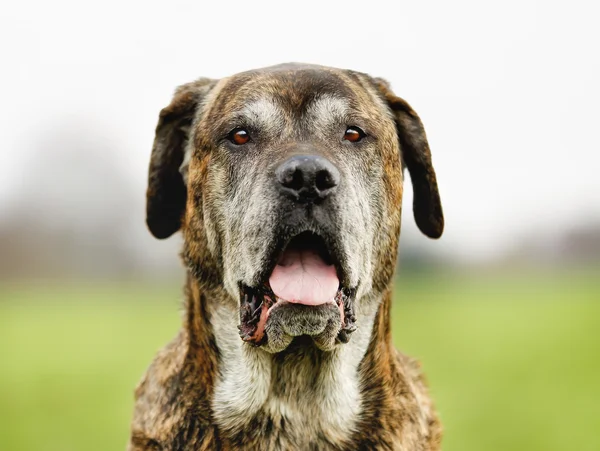 Italienische Dogge — Stockfoto