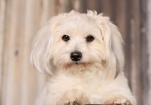 Coton de tulear hund — Stockfoto