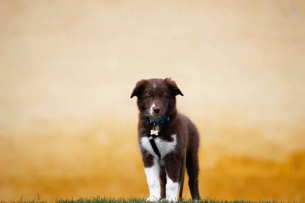 Brown bordo collie cucciolo — Foto Stock