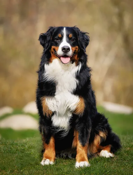 Bernese cão de montanha — Fotografia de Stock