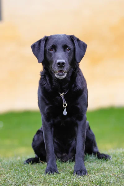 Labrador negro retriever — Foto de Stock