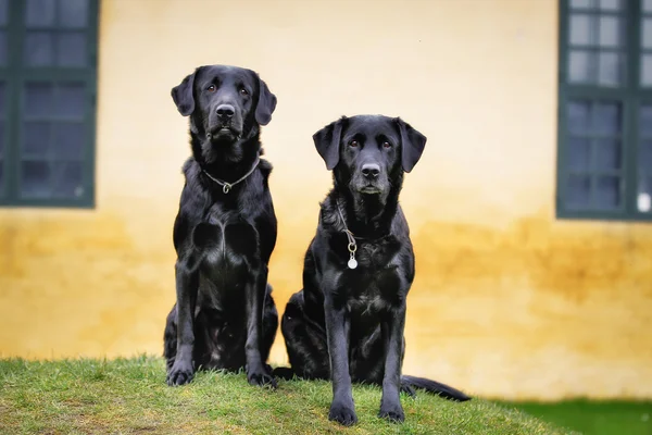 Labradores negros — Foto de Stock