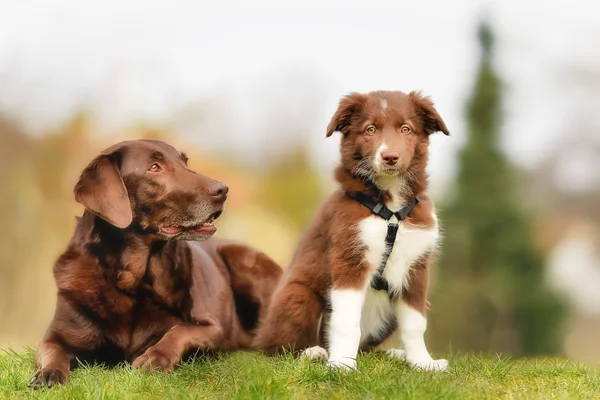 Cane adulto e cucciolo — Foto Stock