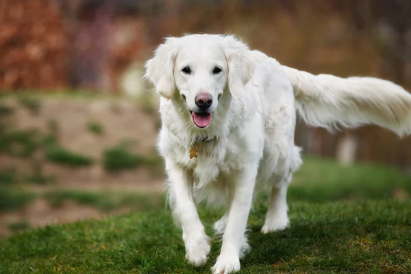 Hvid golden retriever - Stock-foto