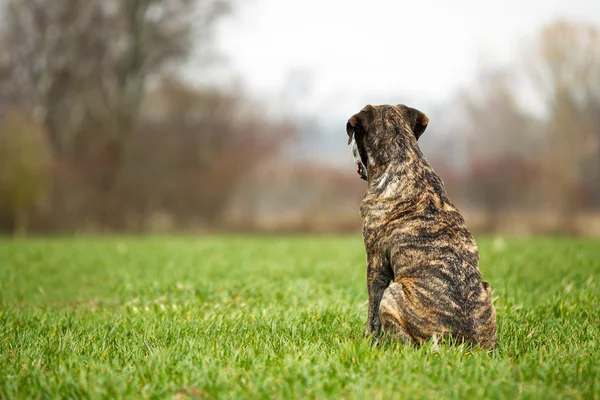 Italienische Dogge — Stockfoto