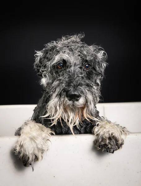 Schnauzer hund i badkar — Stockfoto