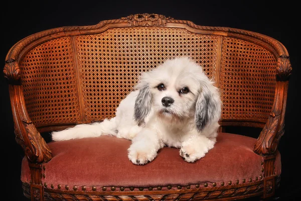 Renrasig havanese hund — Stockfoto