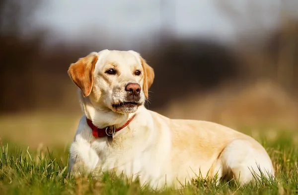 Pedigree cão deitado — Fotografia de Stock