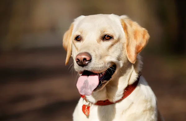 Pedigree dog with dog necklace — Stock Photo, Image