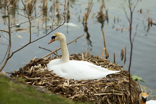 Cygne au nid — Photo