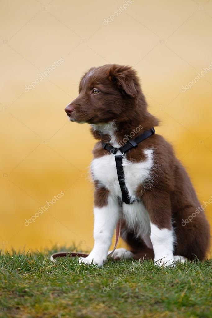 Brown And White Collie Puppy Brown Border Collie Puppy Stock Photo C Bigandt